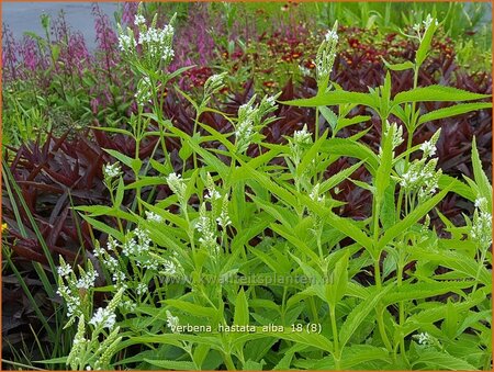 Verbena hastata 'Alba'