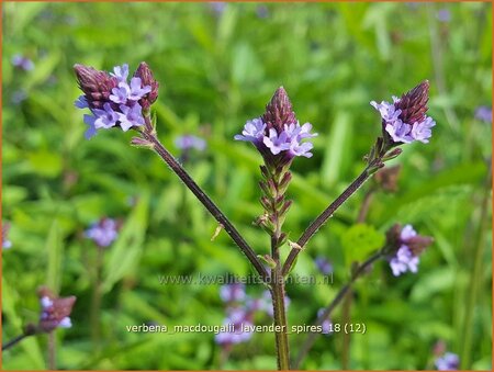 Verbena macdougalii 'Lavender Spires'