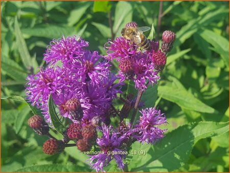 Vernonia gigantea