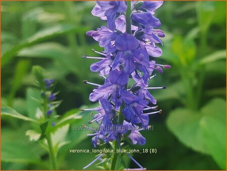 Veronica longifolia 'Blue John'