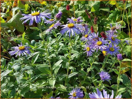 Aster frikartii &#39;Wunder von Stäfa&#39;