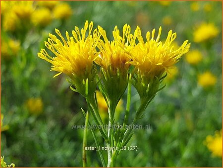 Aster linosyris