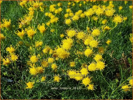 Aster linosyris