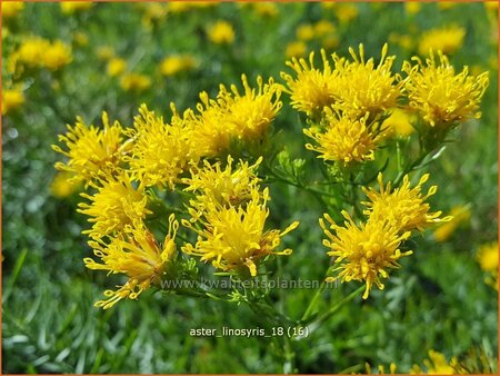 Aster linosyris