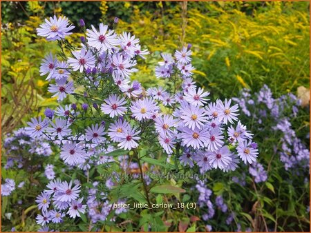 Aster &#39;Little Carlow&#39;