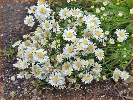 Aster ptarmicoides 'Major'