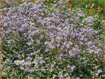Aster radula 'August Sky'