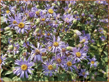 Aster radula 'August Sky'