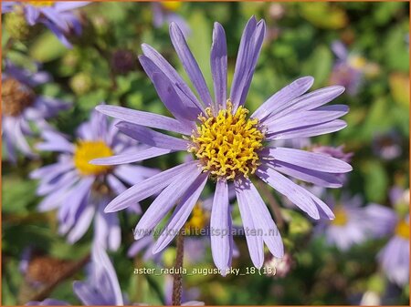 Aster radula 'August Sky'