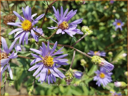 Aster radula 'August Sky'