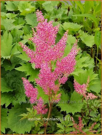 Astilbe &#39;Rheinland&#39;