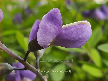 Baptisia 'Purple Smoke'