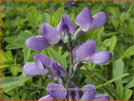 Baptisia &#39;Purple Smoke&#39;