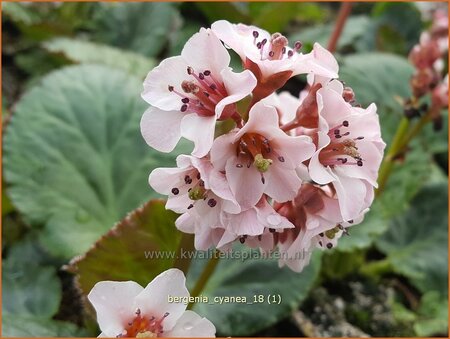 Bergenia cyanea