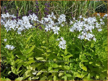 Campanula lactiflora 'Alba'