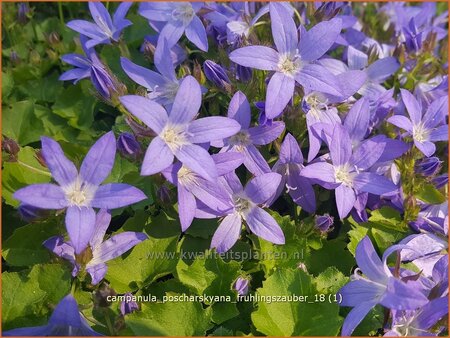 Campanula poscharskyana &#39;Frühlingszauber&#39;