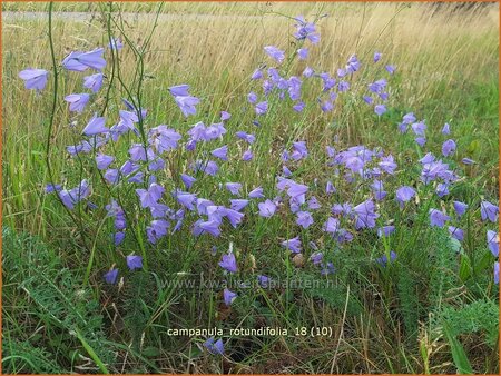 Campanula rotundifolia