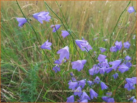 Campanula rotundifolia