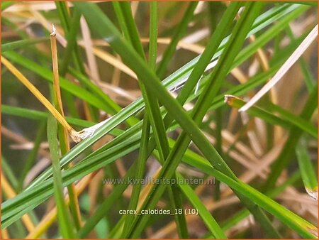 Carex calotides