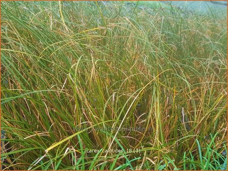 Carex calotides