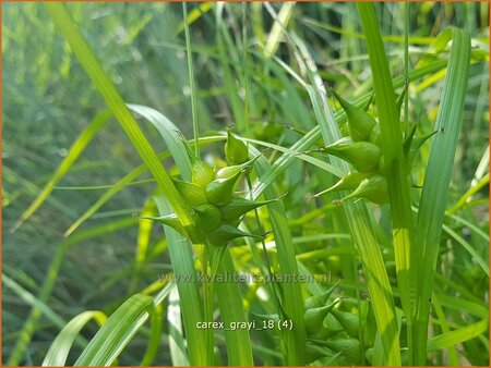 Carex grayi