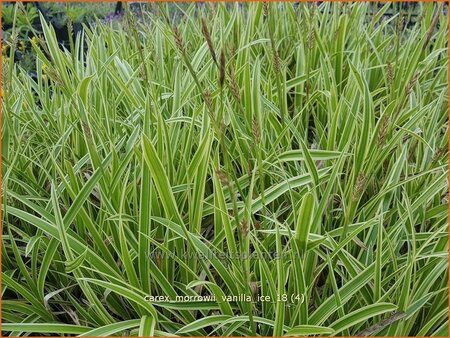 Carex morrowii &#39;Vanilla Ice&#39;