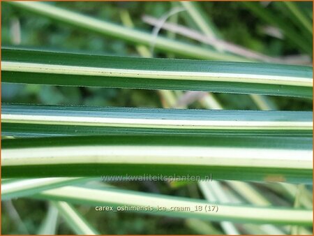 Carex oshimensis &#39;Ice Cream&#39;