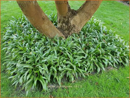 Carex plantaginea