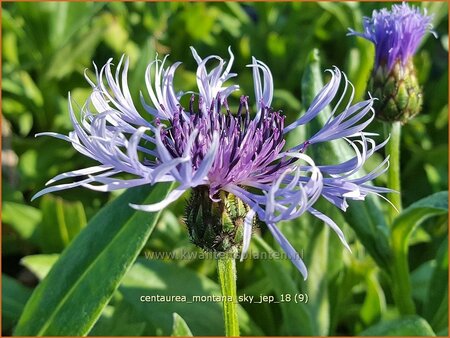 Centaurea montana 'Sky Jep'