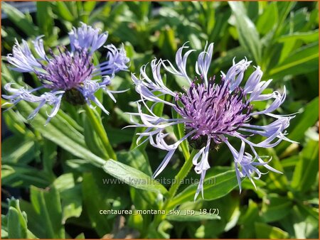 Centaurea montana 'Sky Jep'