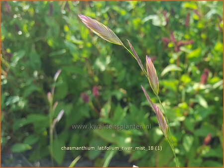 Chasmanthium latifolium &#39;River Mist&#39;