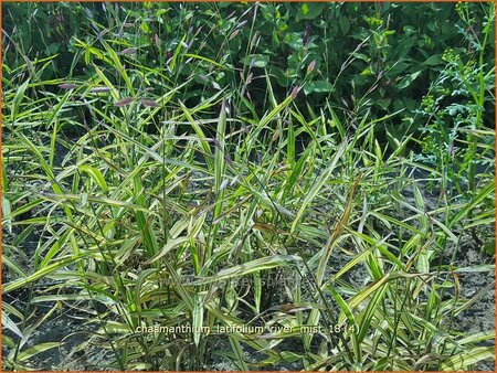 Chasmanthium latifolium &#39;River Mist&#39;