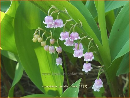 Convallaria majalis 'Rosea'