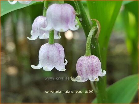Convallaria majalis 'Rosea'