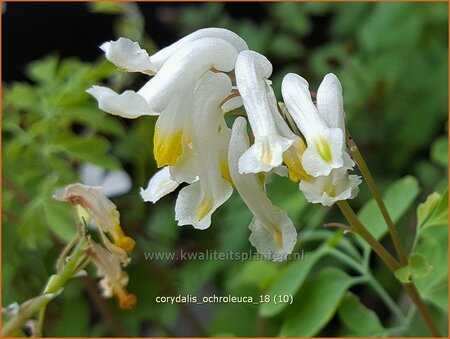 Corydalis ochroleuca