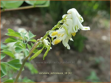 Corydalis ochroleuca