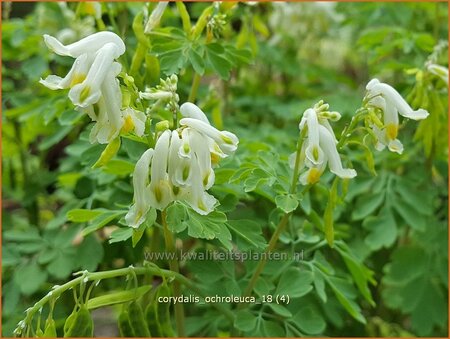 Corydalis ochroleuca