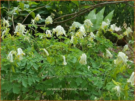 Corydalis ochroleuca