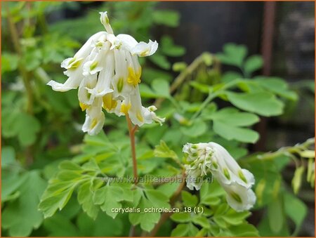 Corydalis ochroleuca