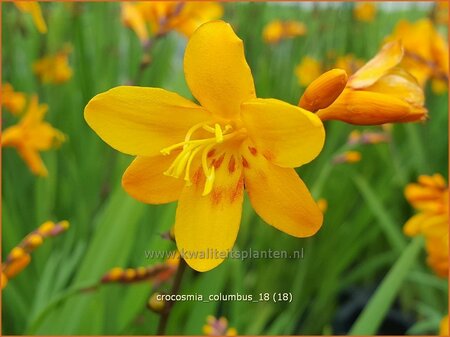 Crocosmia &#39;Columbus&#39;