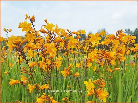 Crocosmia &#39;Columbus&#39;