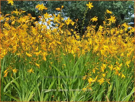 Crocosmia 'George Davidson'