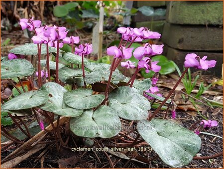 Cyclamen coum &#39;Silver Leaf&#39;