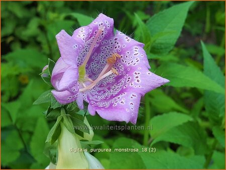 Digitalis purpurea &#39;Monstrosa&#39;