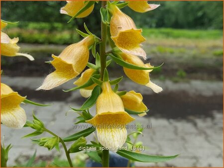 Digitalis &#39;Spice Island&#39;