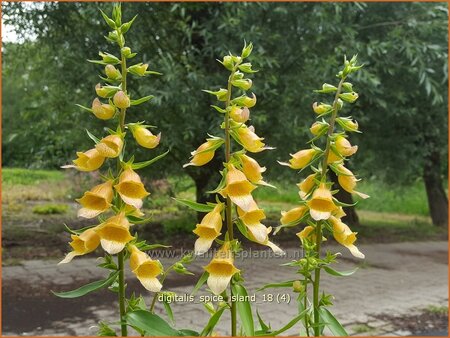 Digitalis &#39;Spice Island&#39;