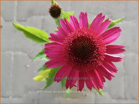 Echinacea purpurea &#39;Delicious Candy&#39;