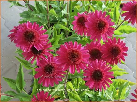 Echinacea purpurea &#39;Delicious Candy&#39;