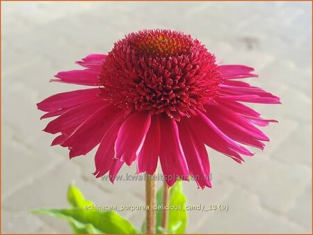 Echinacea purpurea &#39;Delicious Candy&#39;