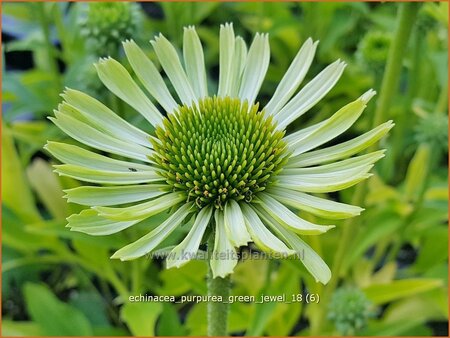 Echinacea purpurea &#39;Green Jewel&#39;